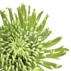K983 Green Bloom 3 (Detail) by Jenny Kraft